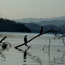 Two Cormorants on Laguna Manialtepec