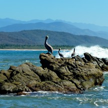 Pelicans on the mouth of Laguna Chacahua