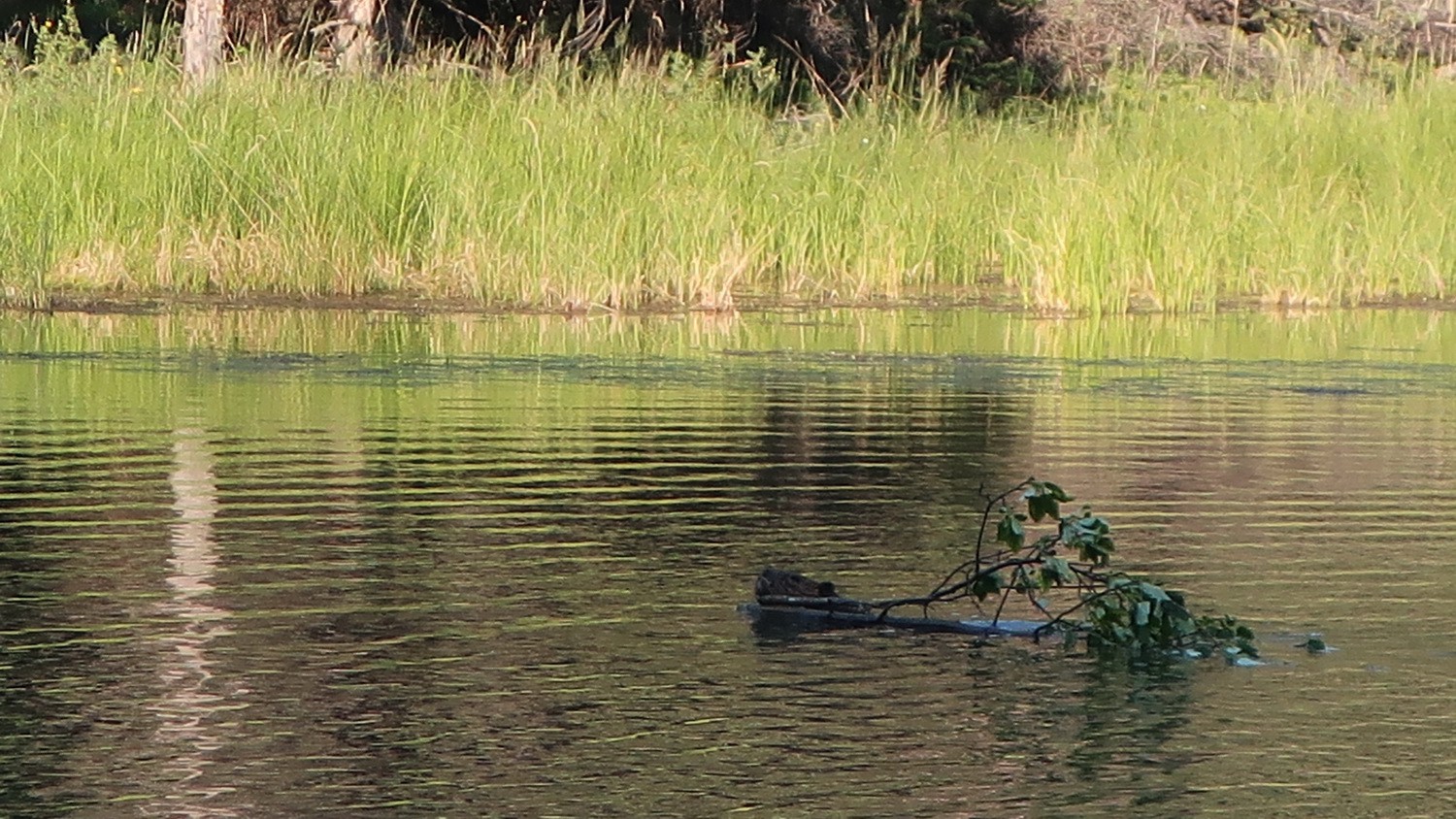 Beaver close to his dam