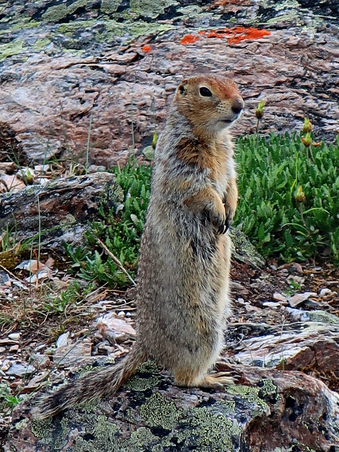 Squirrel on Mount Healy Ridge
