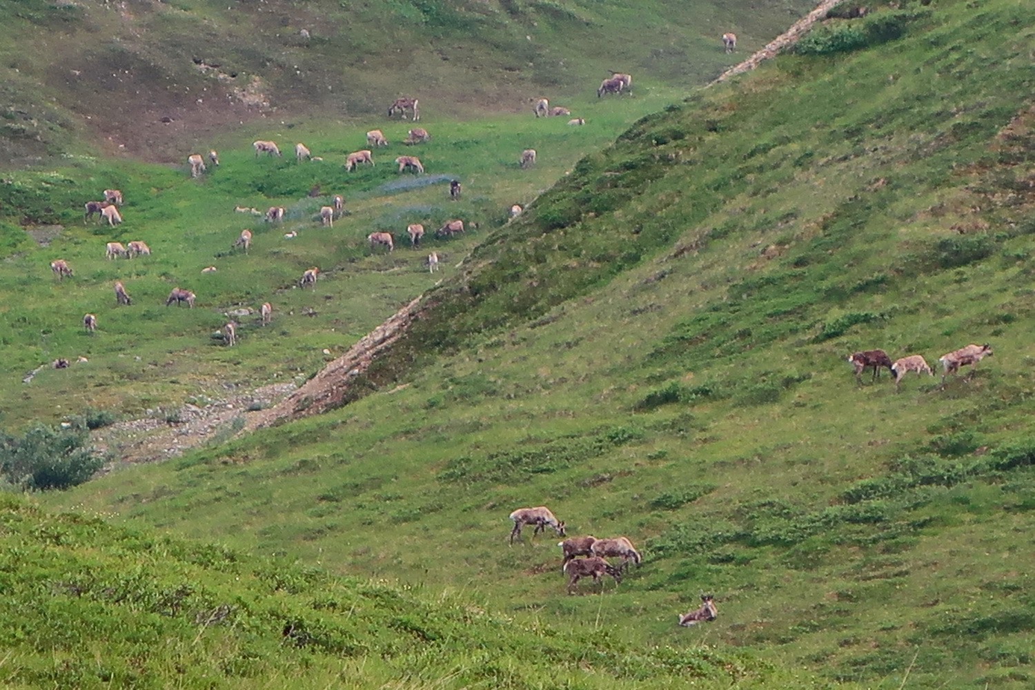 Caribou herd close to Stony Dome