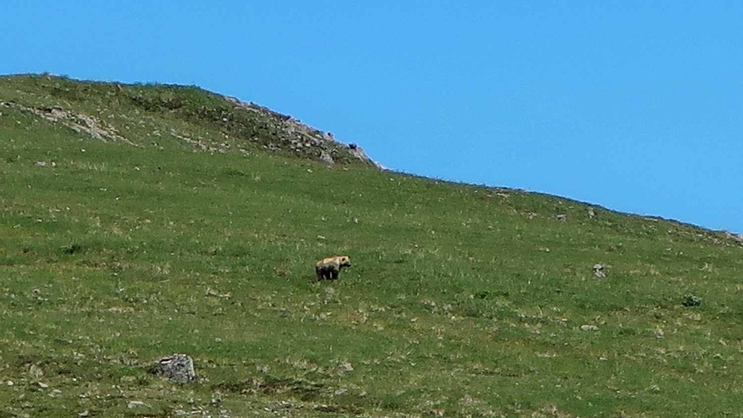 Grizzly on the way to Mount Galen