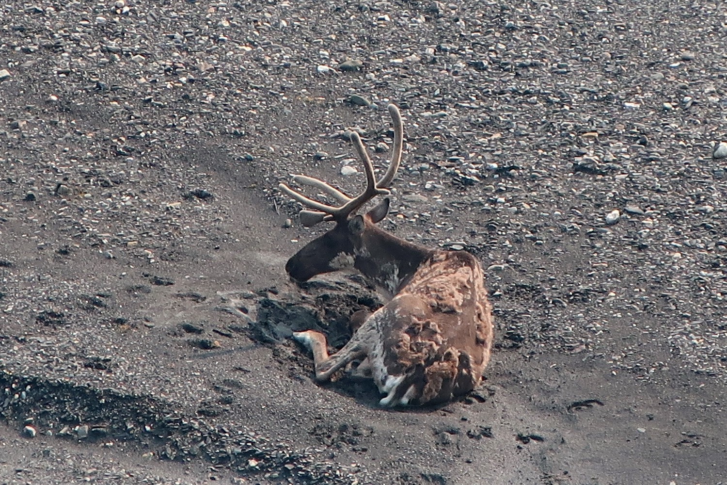Molting Caribou