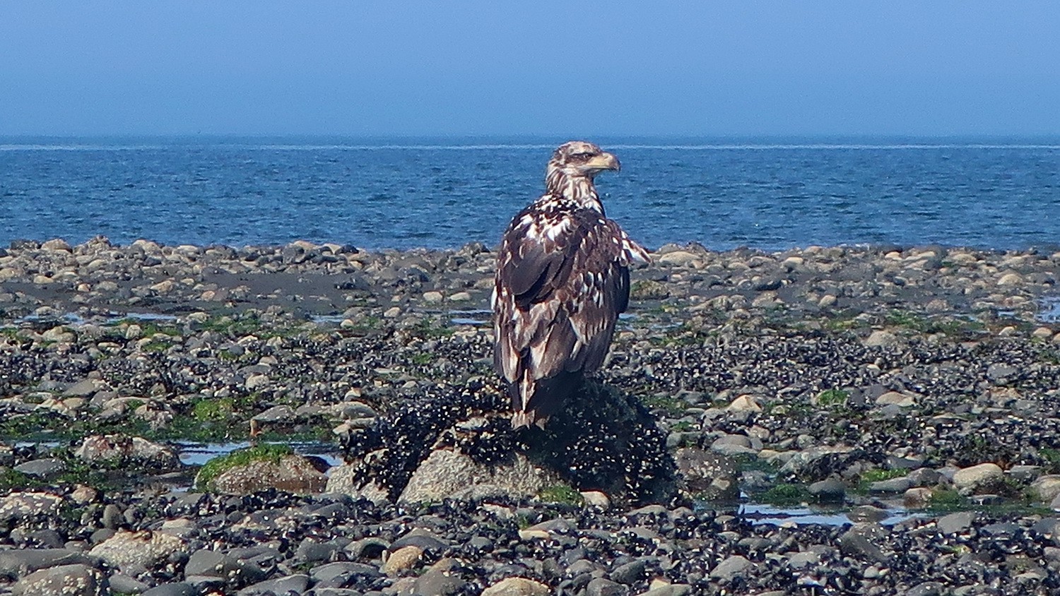 Younger Bald Eagle on the beach of Anchor Point