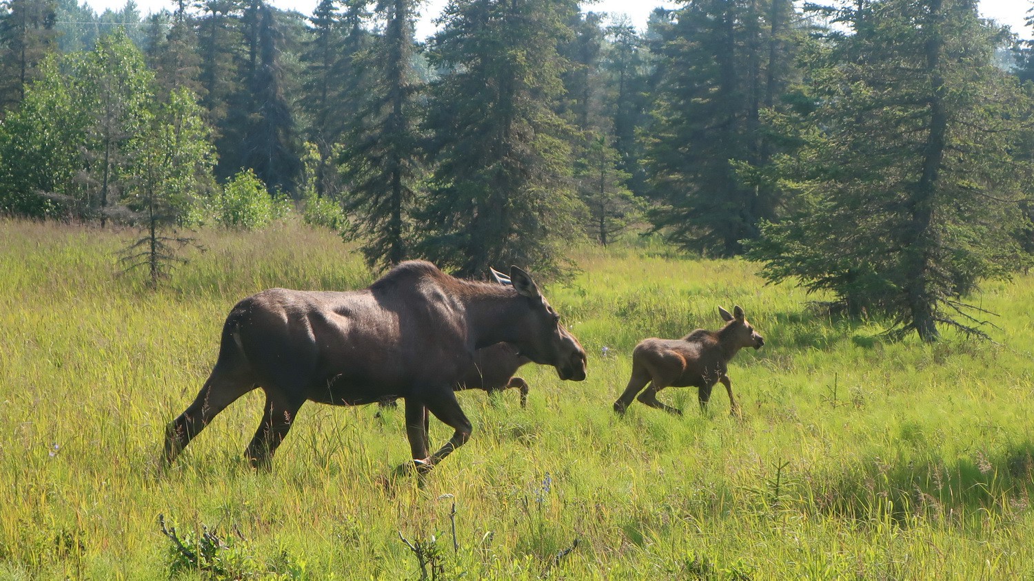 Moose with two cubs in Ninilchik