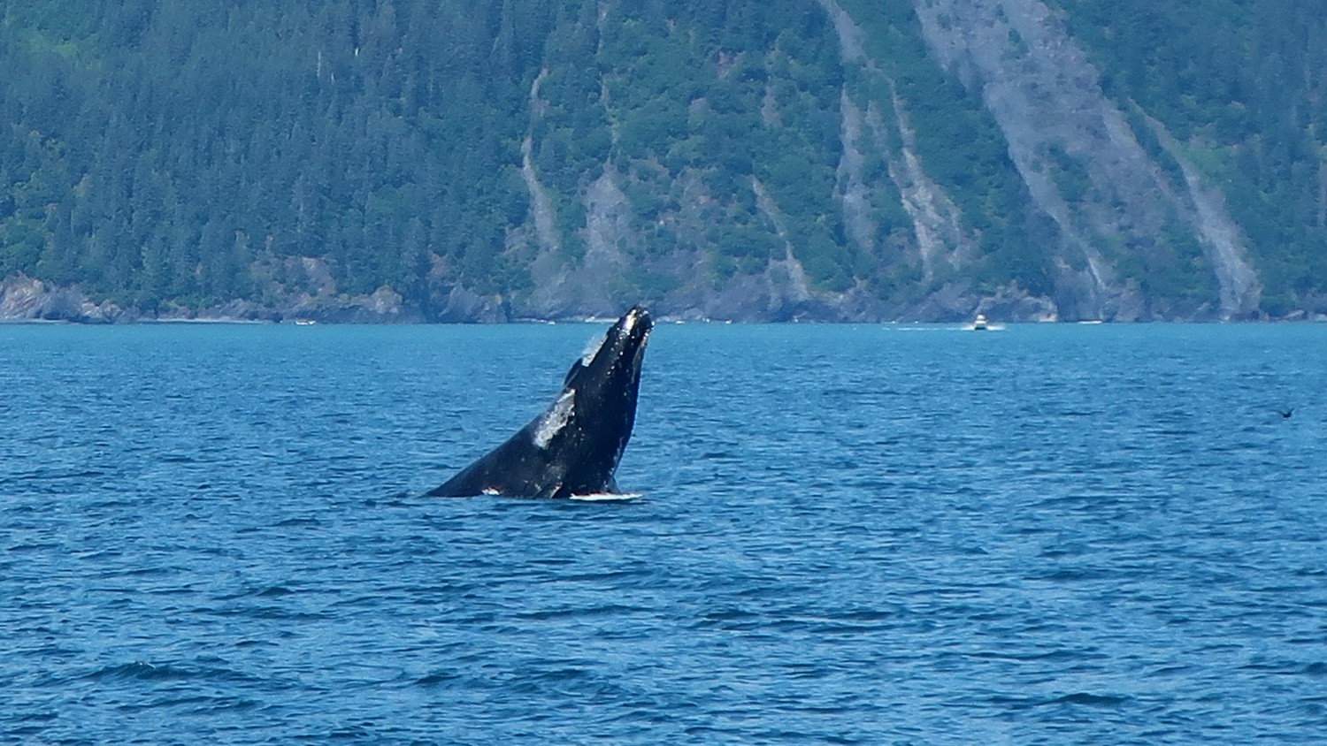 Jumping Whale in Resurrection bay