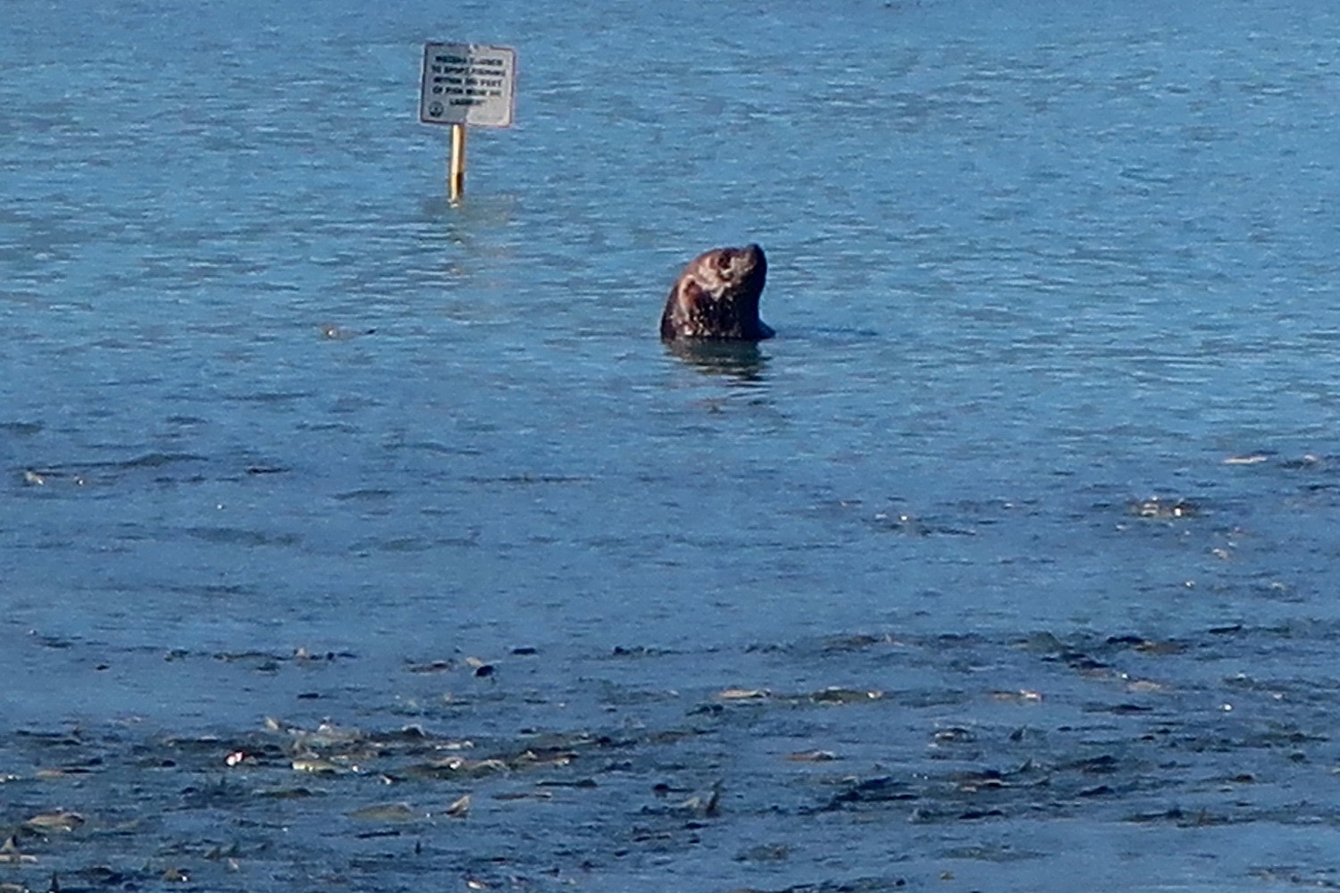 Sea Lion watching the Salmon