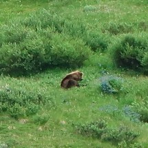 Grizzly seen from the bus to Wonder Lake
