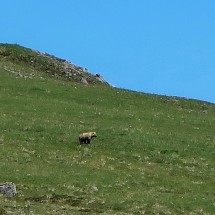 Grizzly on the way to Mount Galen