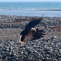 Landing Bald Eagle