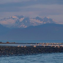 Gulls with the mountains of Kachemak Bay and the spit of Homer on the left