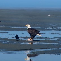 Bald Eagle on the beach