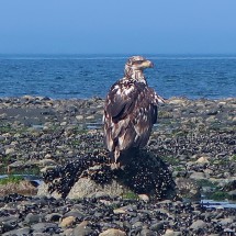 Younger Bald Eagle on the beach of Anchor Point