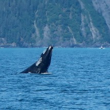 Jumping Whale in Resurrection bay