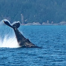Fin of the jumping Humpback Whale