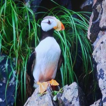 Picture of a Horned Puffin