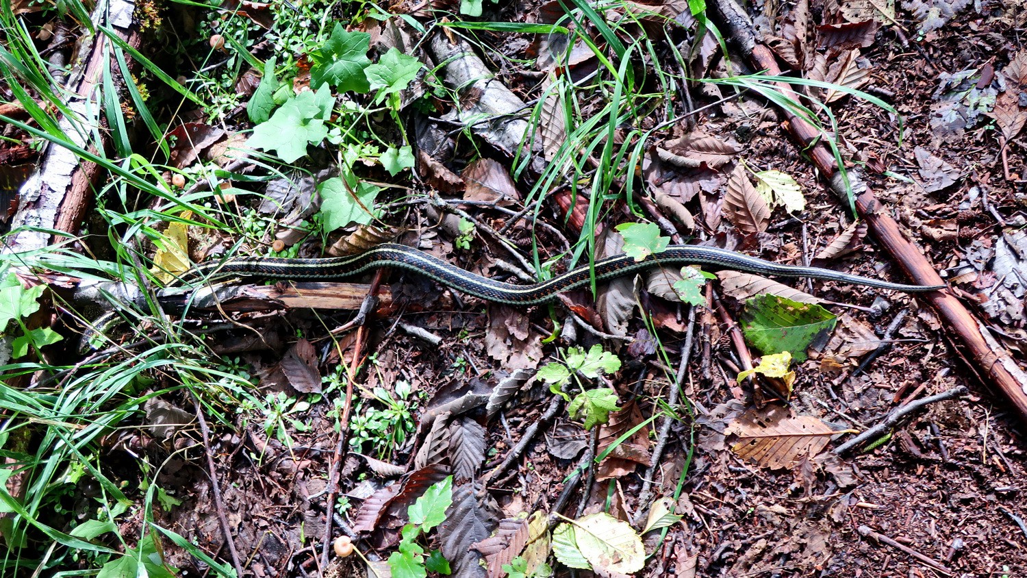 Harmless Garden Snake on the way to Lava Butte