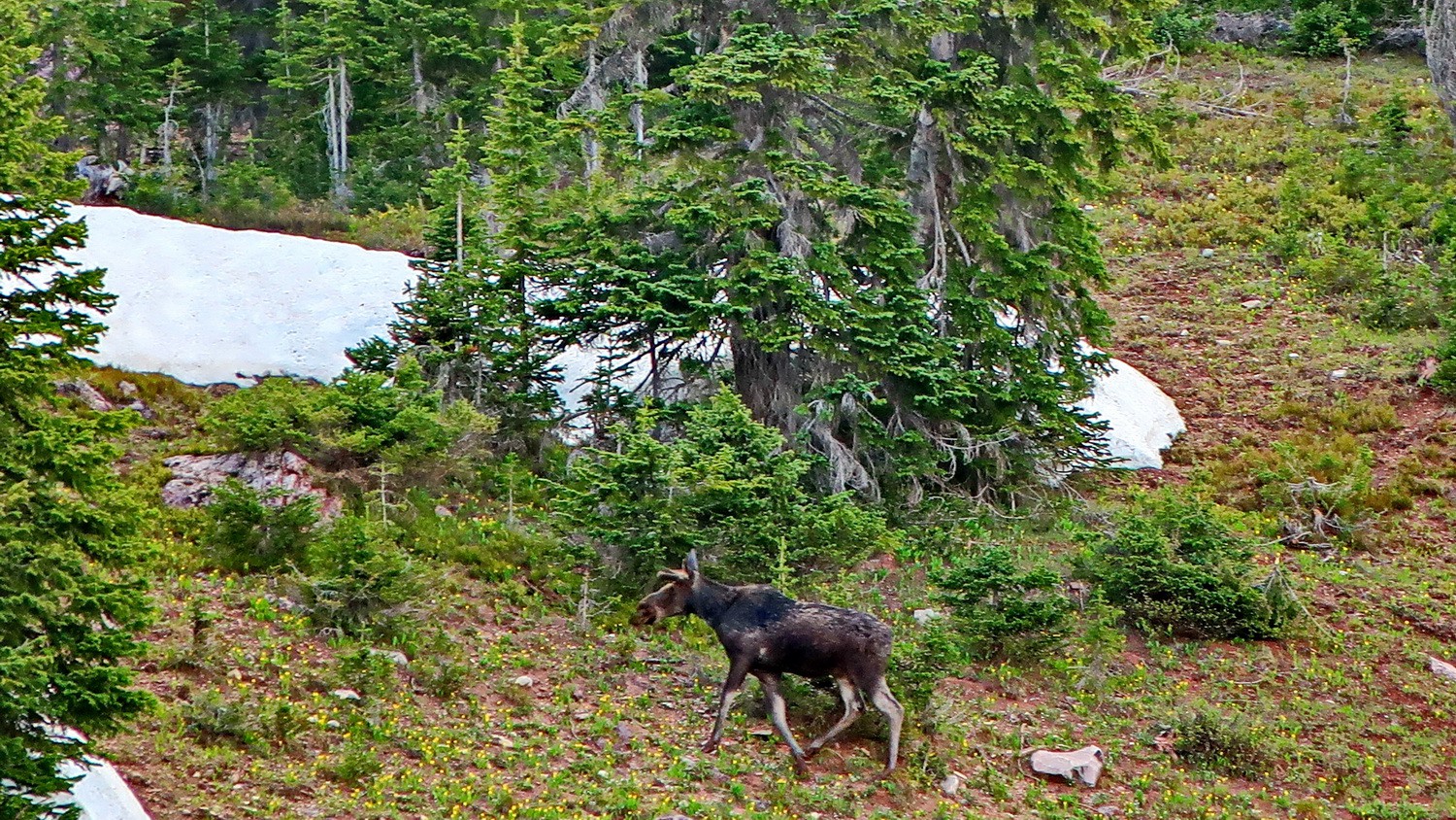 Our first Moose seen in freedom