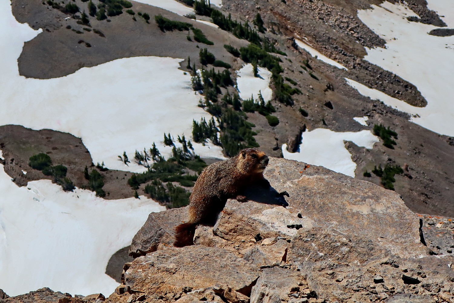 Marmot on the summit