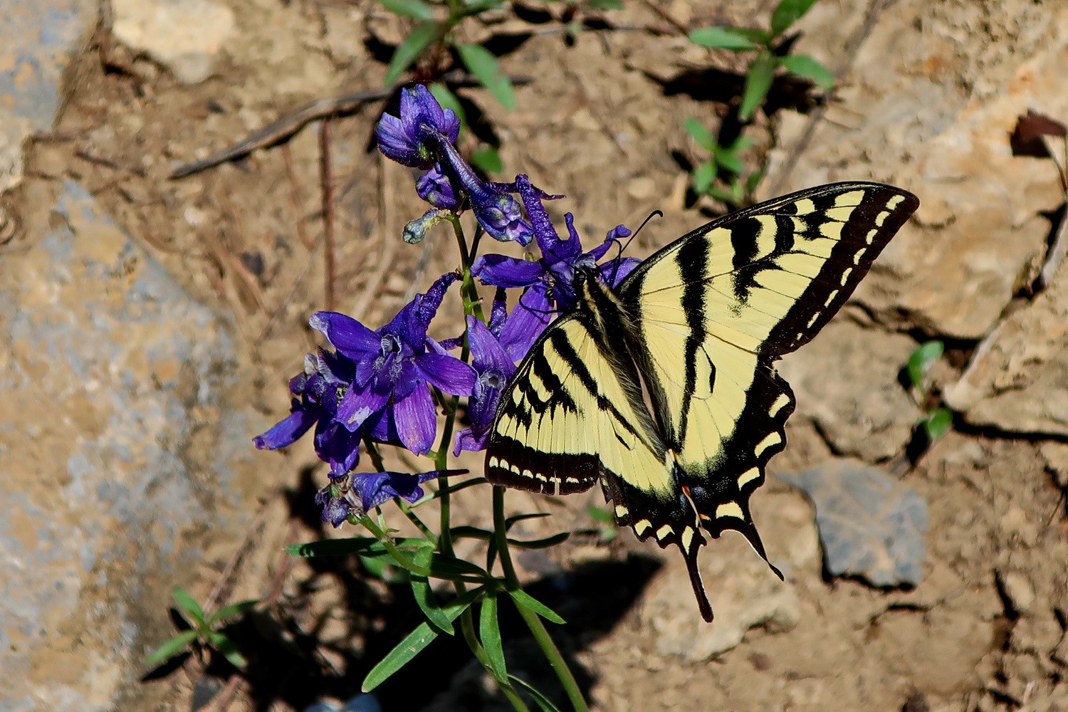 Butterfly on the Old Teton Pass Road