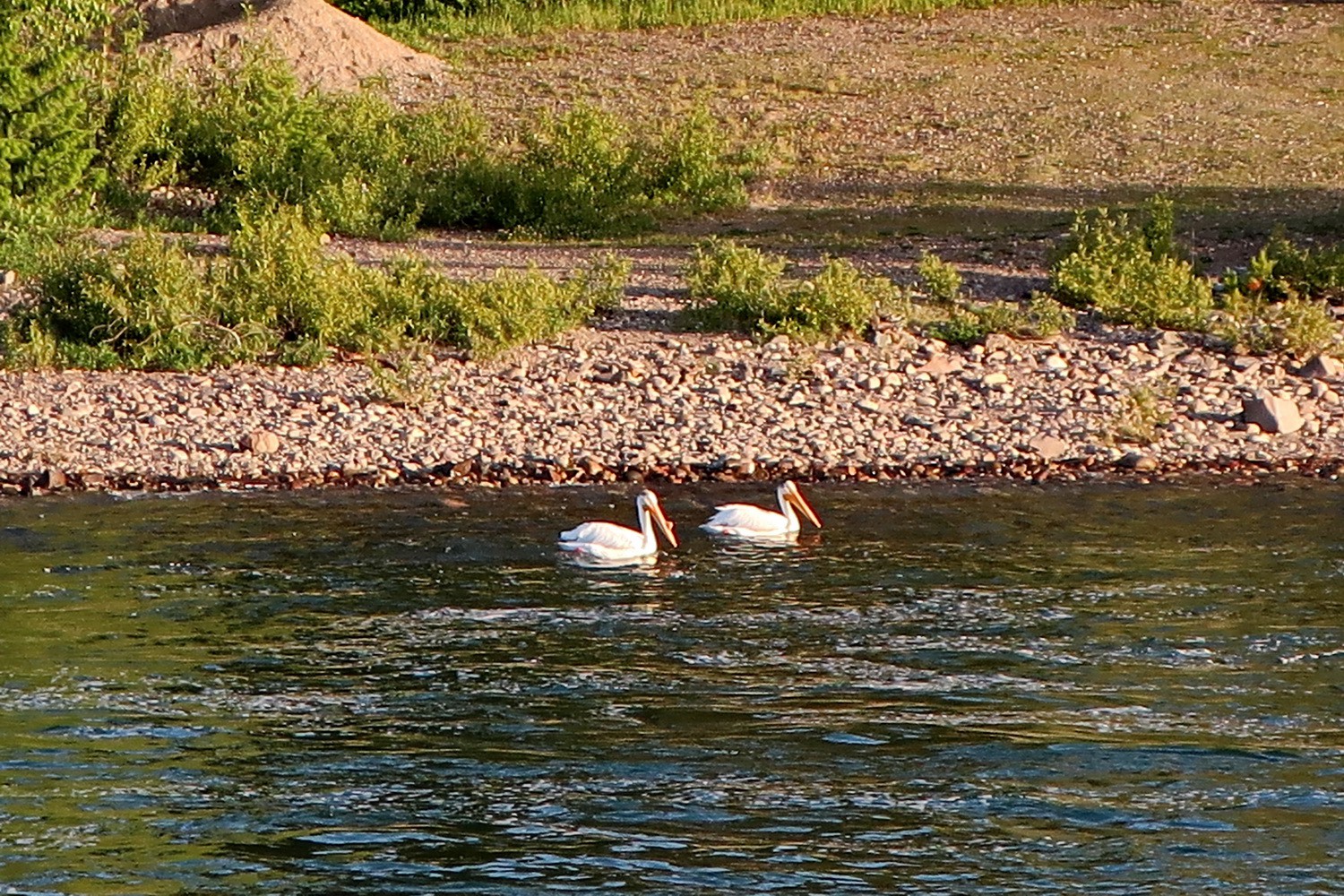 Pelicans on Snake River