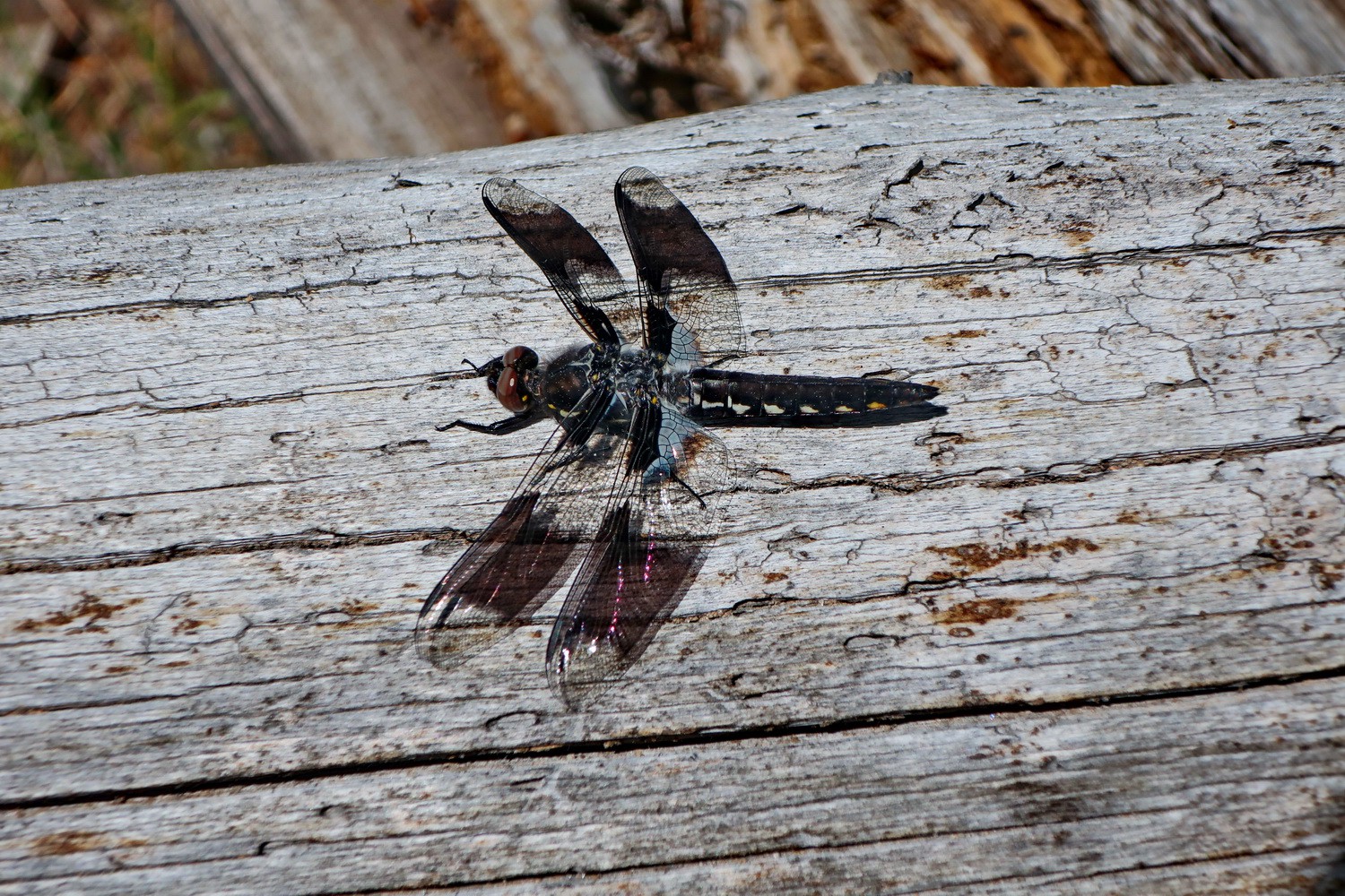Dragonfly on hot Echinus Geyser