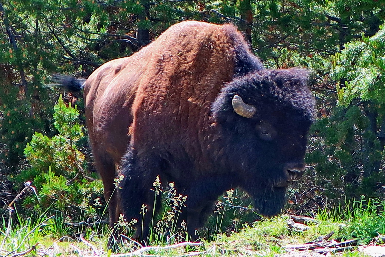 A huge beast this bison