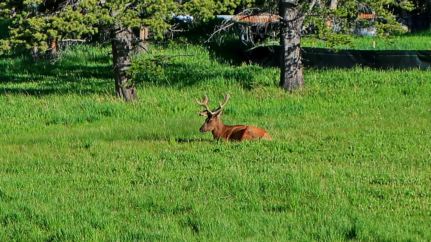 Deer close to Canyon Village