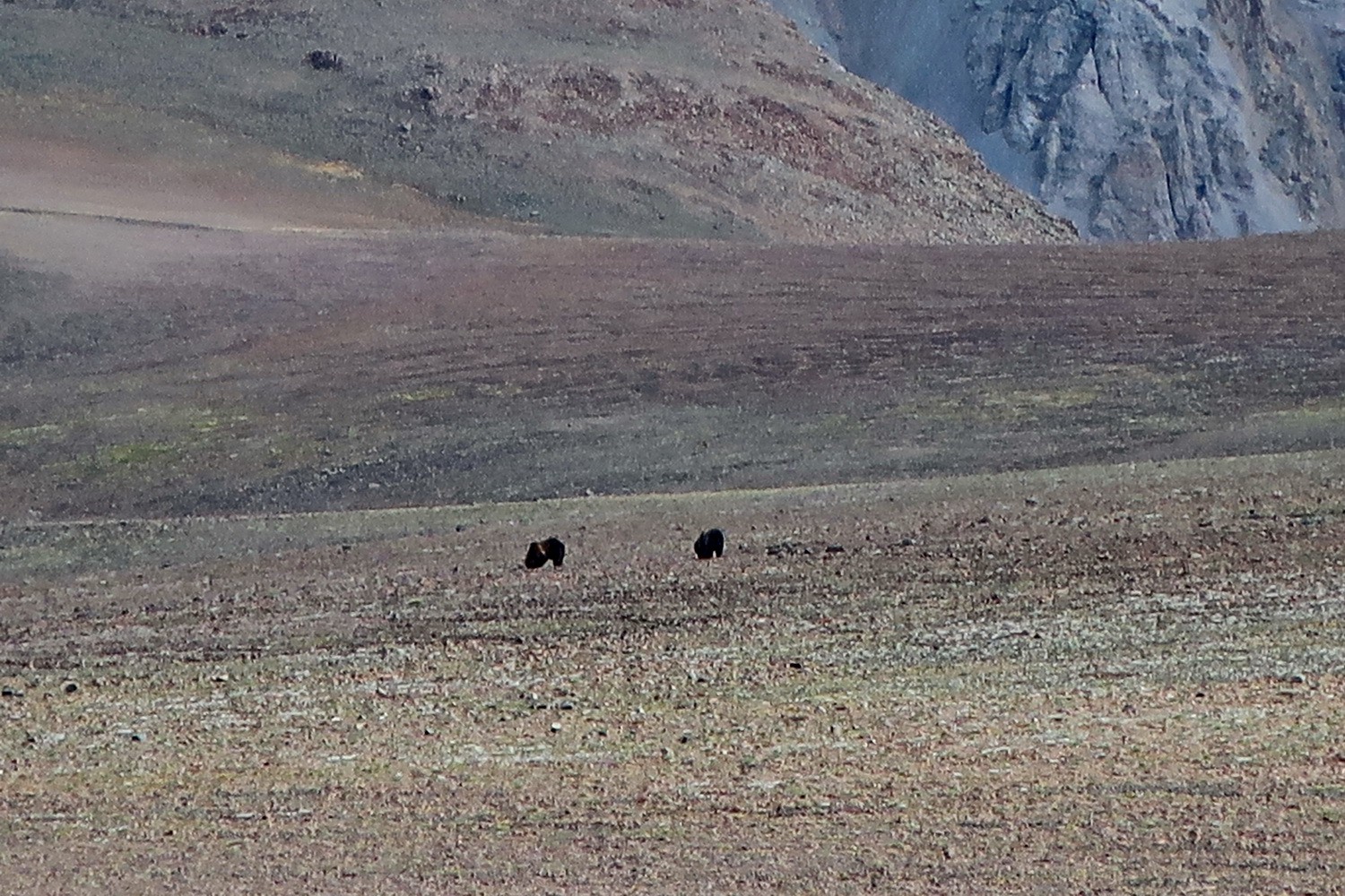 Grizzlies on the high plateau in front of Francs Peak - too many to contine