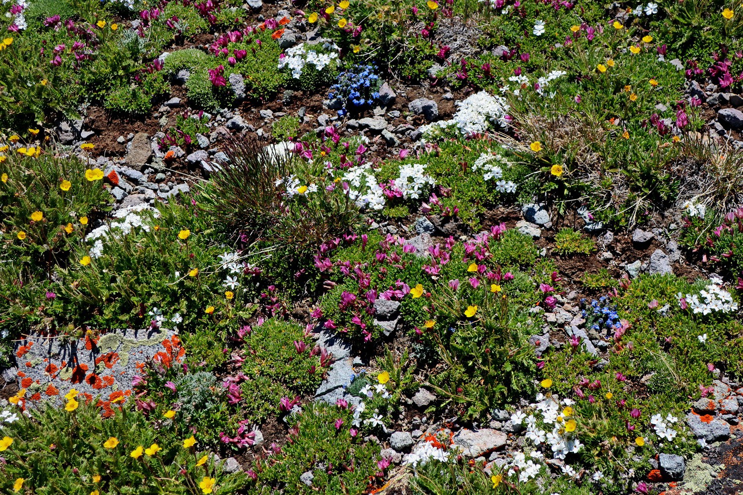Flowers close to the summit at 3600 meters sea-level