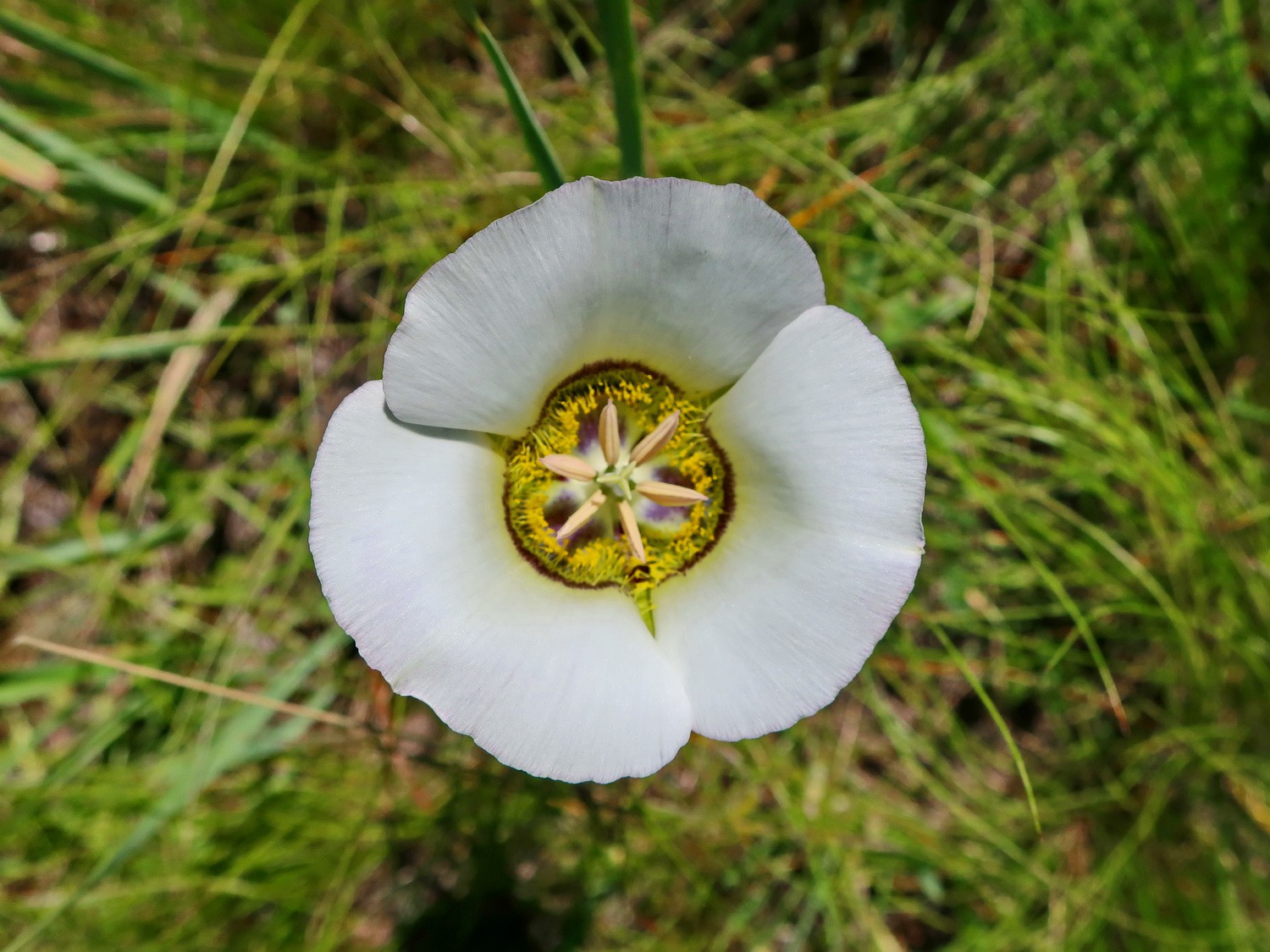 Flower of the Bighorn Mountain Range