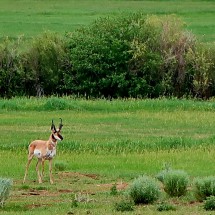 Pronghorn Antelope between Treasure Island and Saratoga