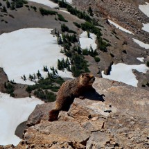 Marmot on the summit