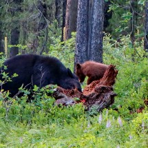 Little Bear with his Mom inspecting a stump