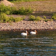 Pelicans on Snake River