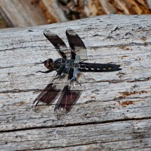 Dragonfly on hot Echinus Geyser