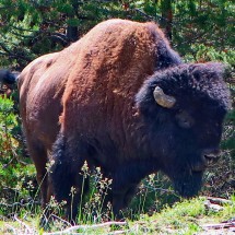 A huge beast this bison