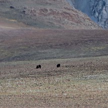 Grizzlies on the high plateau in front of Francs Peak - too many to contine