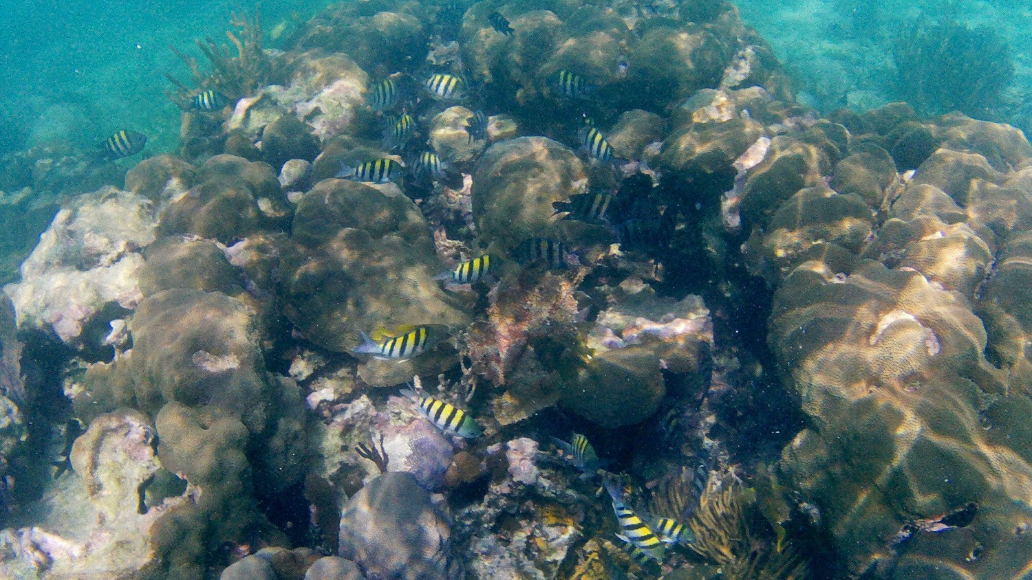 School of zebra fish