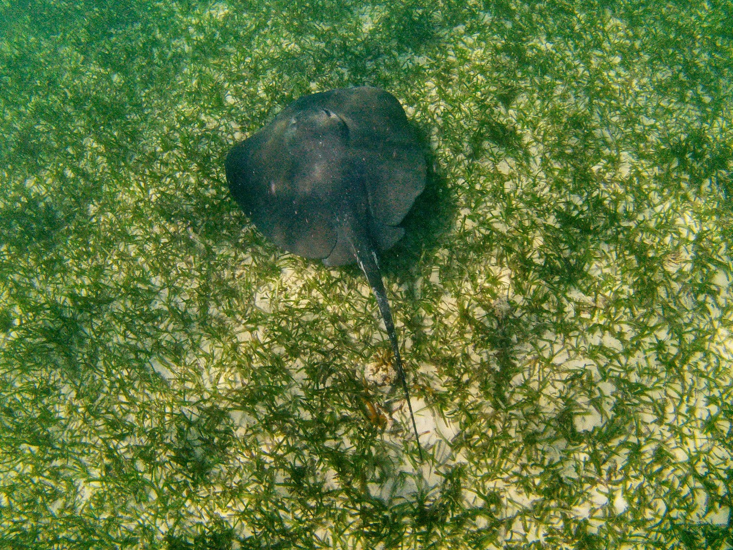 Rough Tail Sting Ray