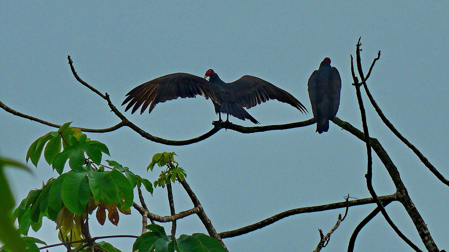 Vultures in the Tropical Education Center