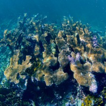 Corals at South Gallows Point