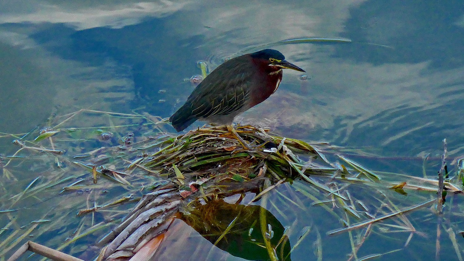 Kingfisher on Lago de Peten Itza