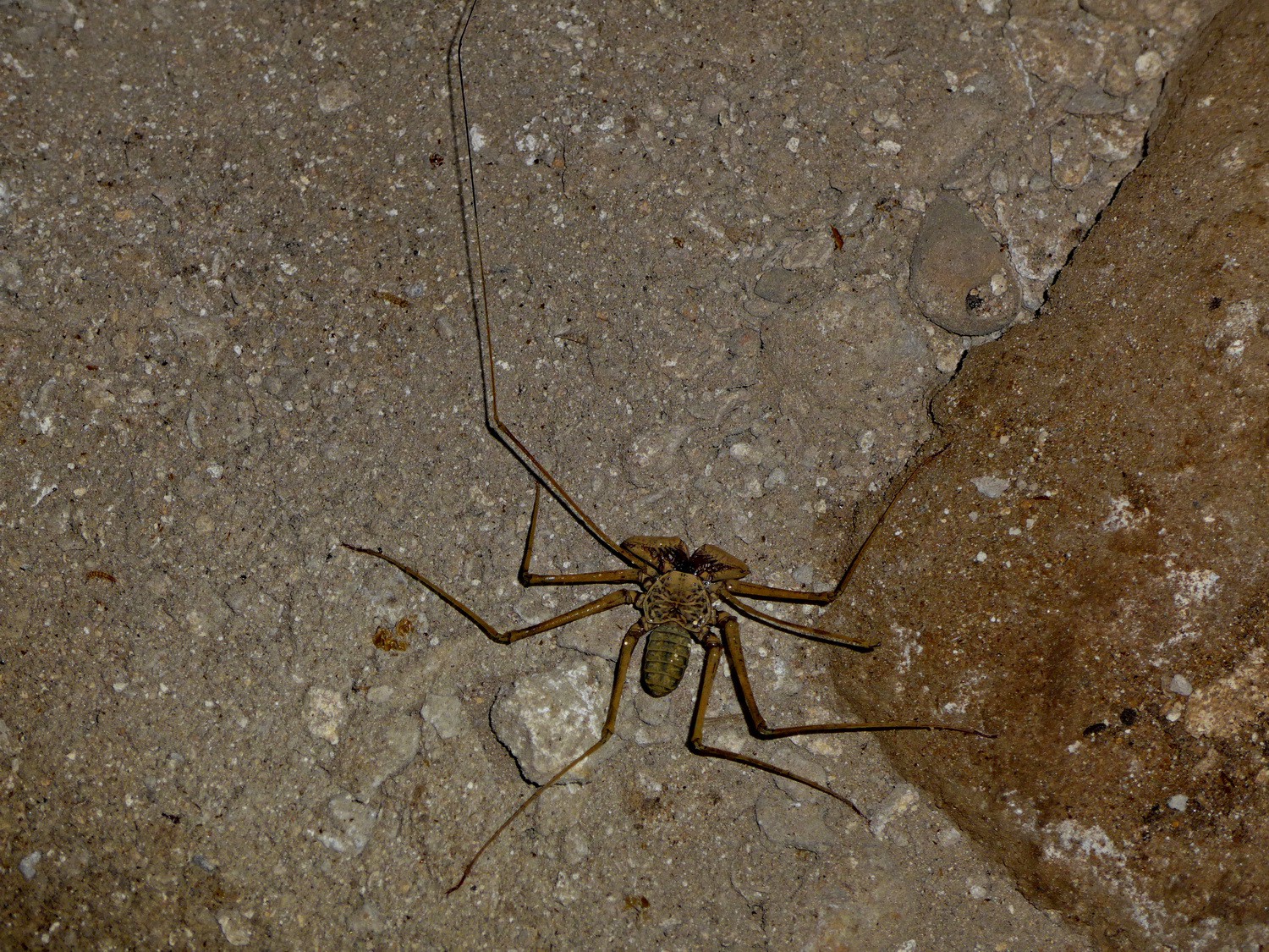 Spider in the cave