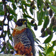 Colorful bird in Tikal