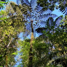 Fern tree in the Biotopo del Quetzal (approx. 50 kilometers south of Coban)