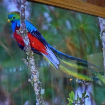Quetzal, unfortunately just a picture in the museum of the Biotopo del Quetzal