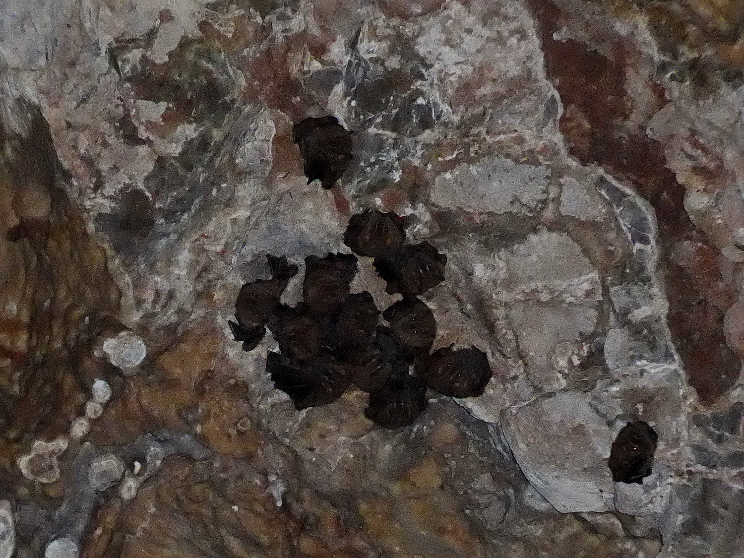 Bats living in the roof of the Cuevas Taulabé