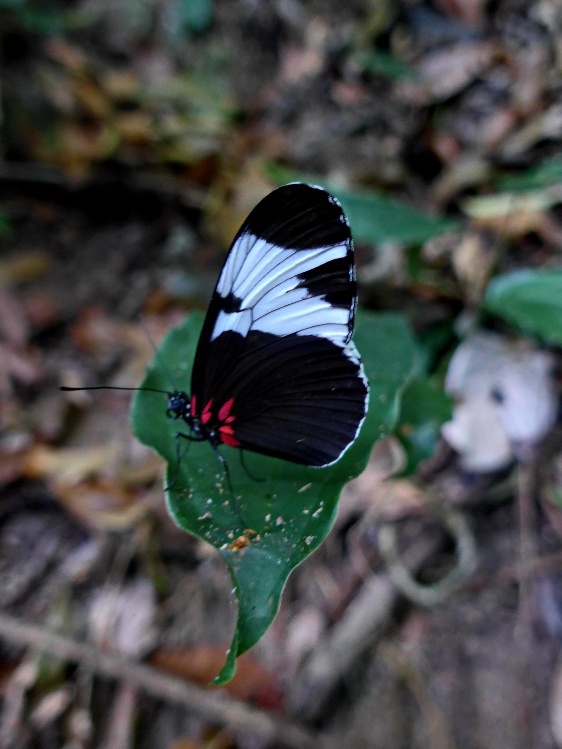 Butterfly on the trekking to the waterfall Cascada des Bejuco
