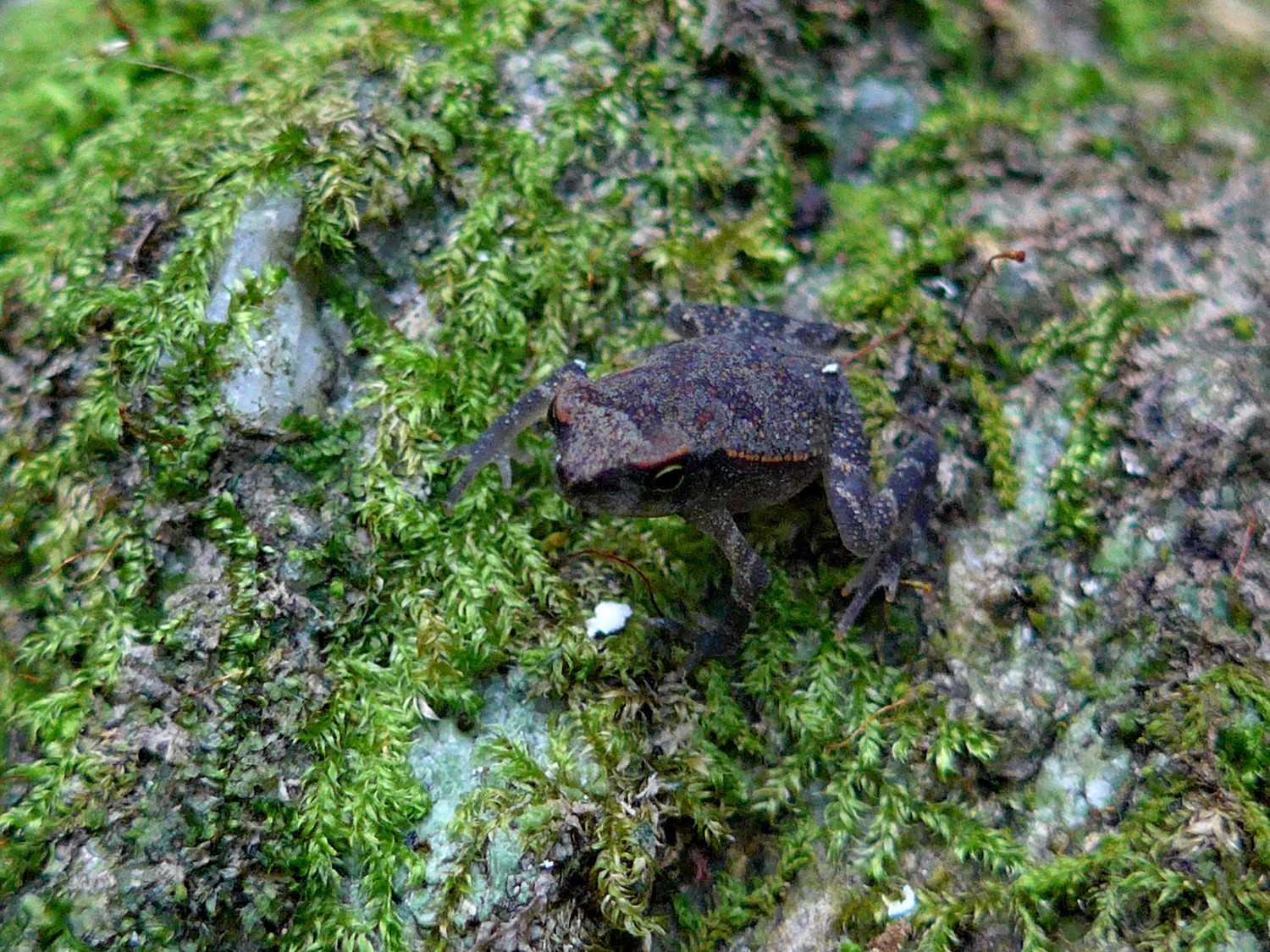 Tiny frog just like a thumbnail